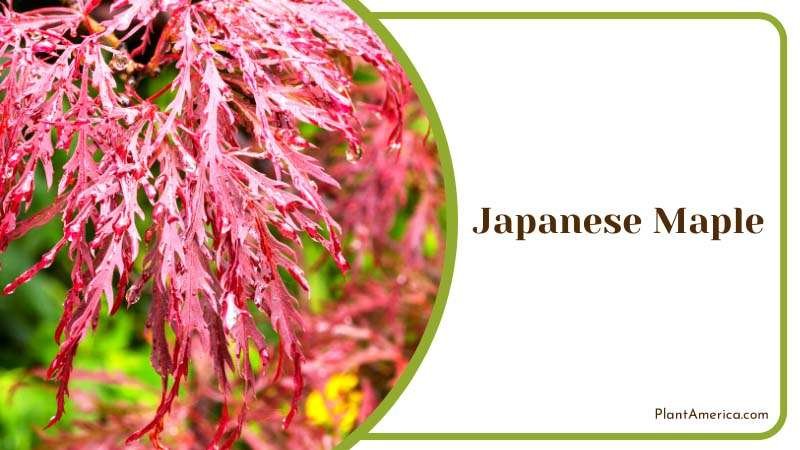 Rain Drops on Japanese Maple Leaves Plant America