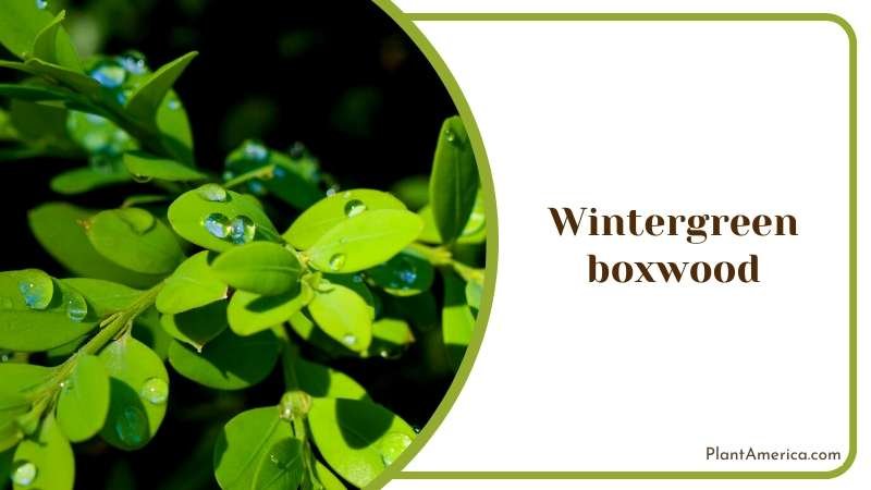 Rain Drops on Wintergreen boxwood Plant America