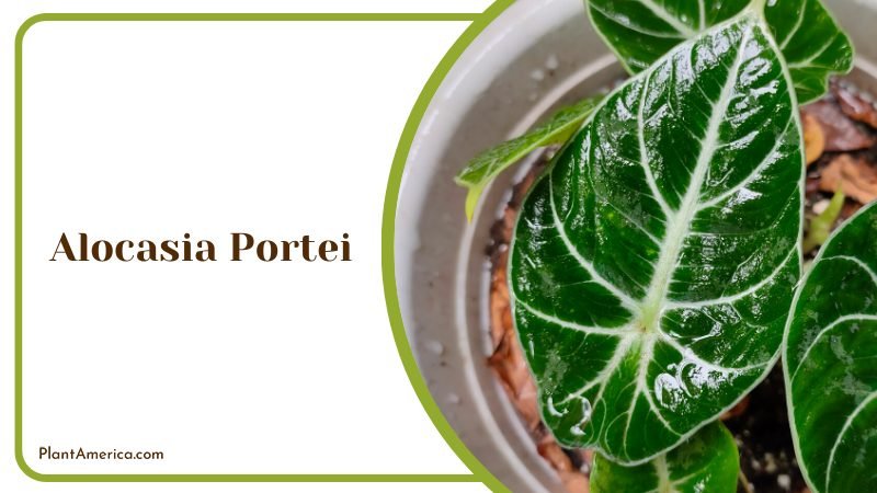 Rain Washed Alocasia Portei Plants ~ PlantAmerica