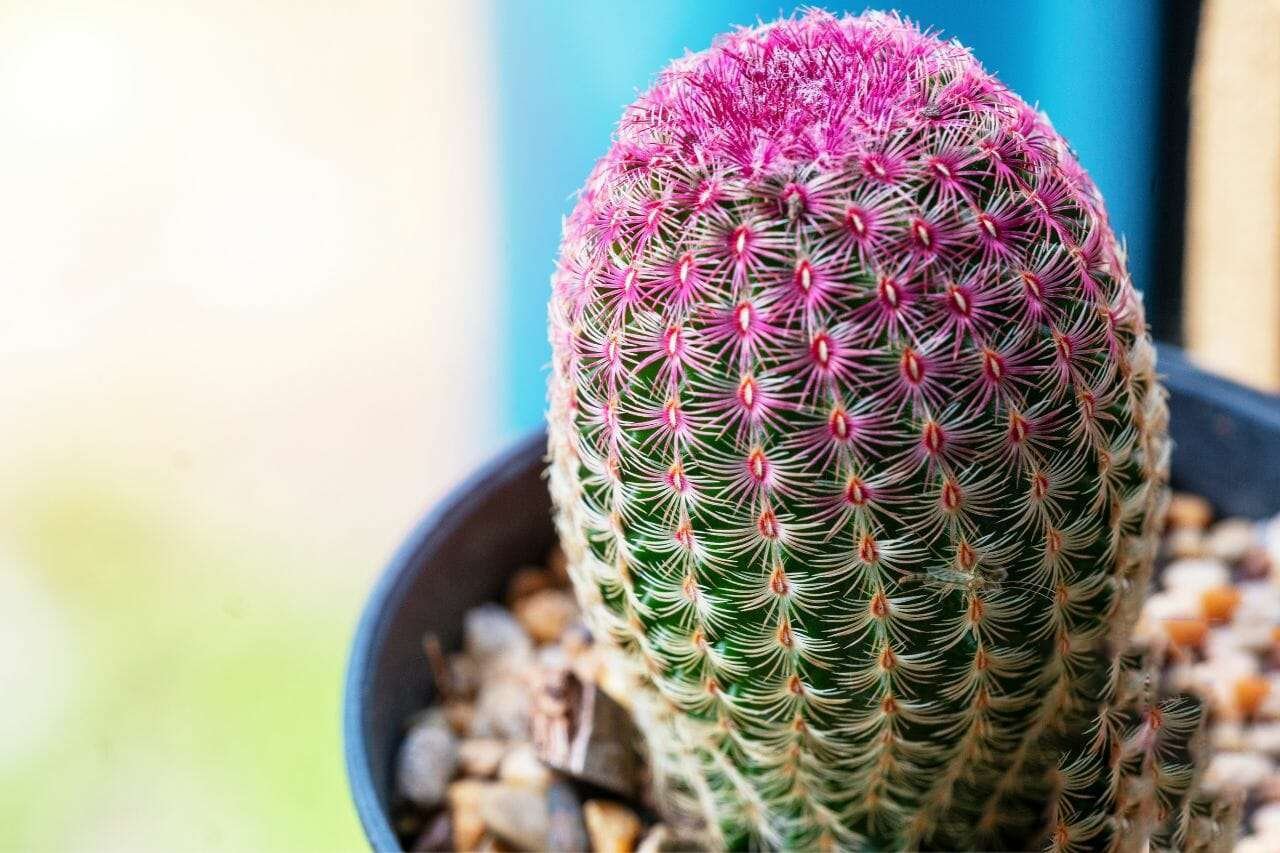 Rainbow Hedgehog Cactus Plant America Rainbow Hedgehog Cactus Plant America