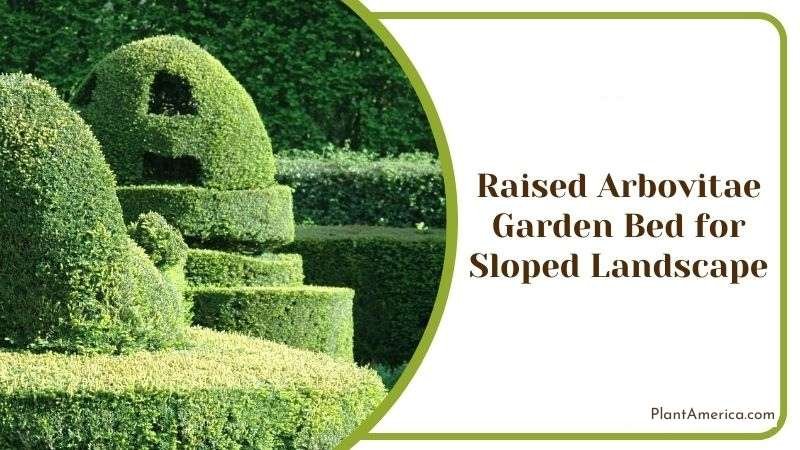 Raised Arbovitae Garden Bed for Sloped Landscape Plant America Raised Arbovitae Garden Bed for Sloped Landscape Plant America