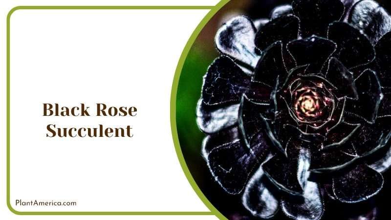 Rare Black Rose Succulent Plant America