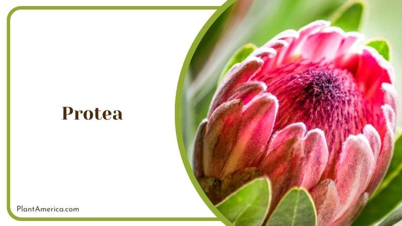 Rare Protea Flowers Blooms Plant America