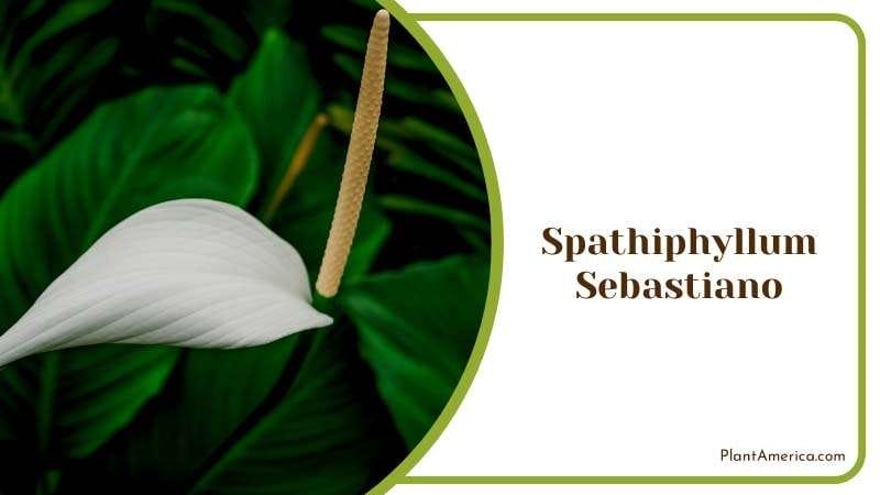 Rare Spathiphyllum Sebastiano Plant PlantAmerica