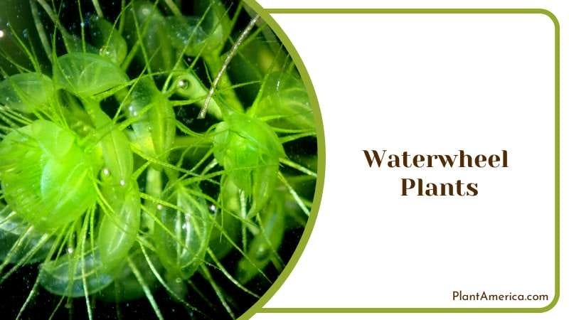 Rare Unique Waterwheel Plants Plant America Rare Unique Waterwheel Plants Plant America