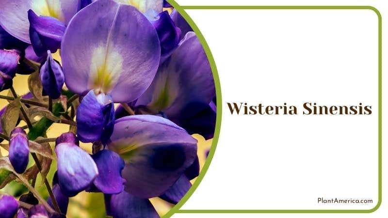 Rare and Exotic Himalayan Blue Poppy Plant America