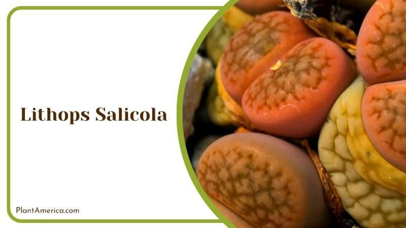 Rare and Exotic Lithops Salicola Plant America