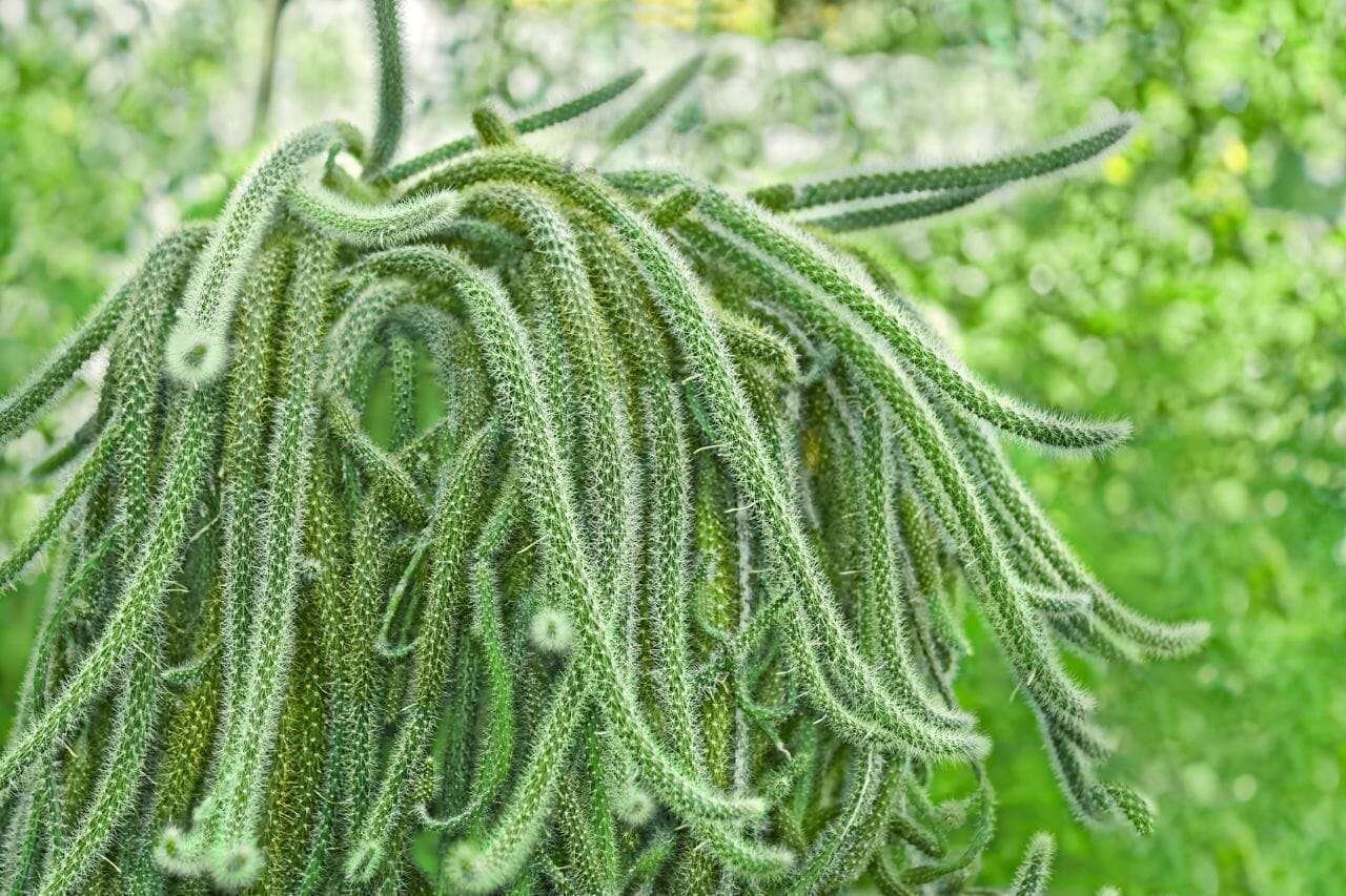 Rat Tail Cactus Plant America Rat Tail Cactus Plant America