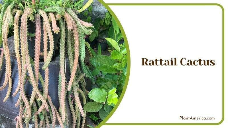 Rattail Cactus Plant America