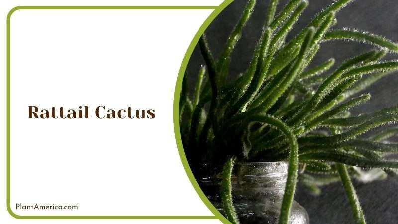 Rattail Cactus Plant Plant America