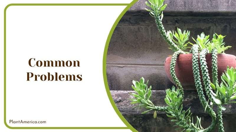 Rattail cactus problems during cultivation Plant America