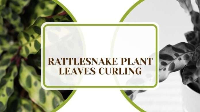 Rattlesnake Plant Leaves Curling: Why It Occurs & What To Do - Plant ...