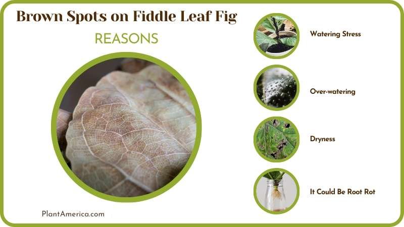 Reason for Brown Spots on Fiddle Leaf Fig Plant America