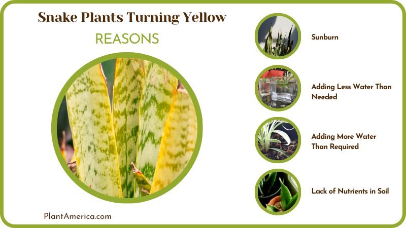 Reason for Snake Plants Turning Yellow PlantAmerica