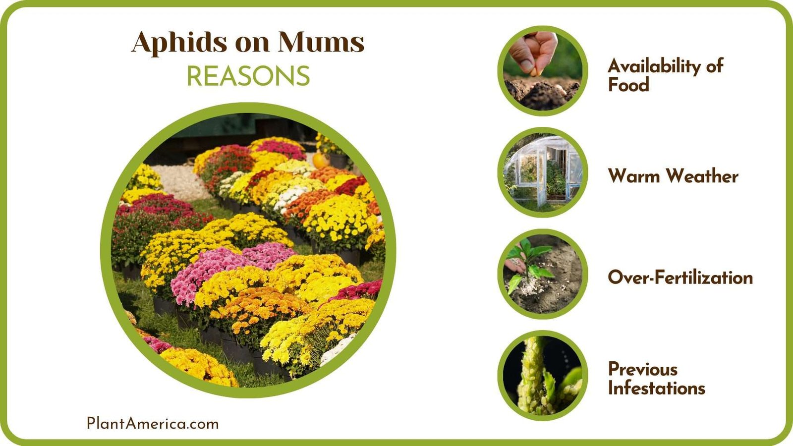Reason of Aphids on Mums PlantAmerica