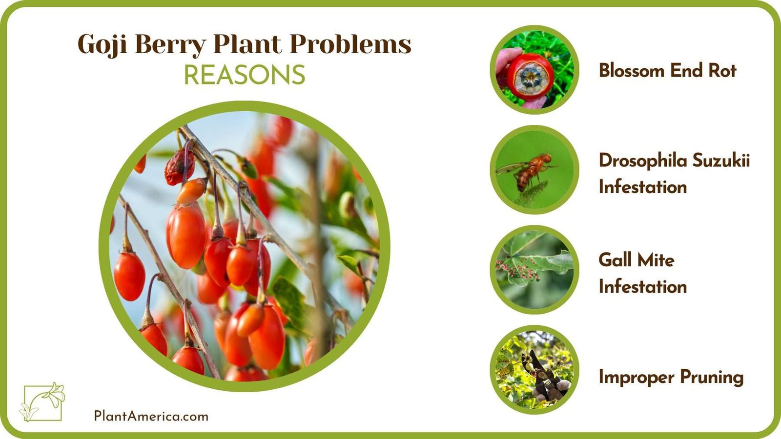 Reasons For Goji Berry Plant Problems Plant America Reasons For Goji Berry Plant Problems Plant America
