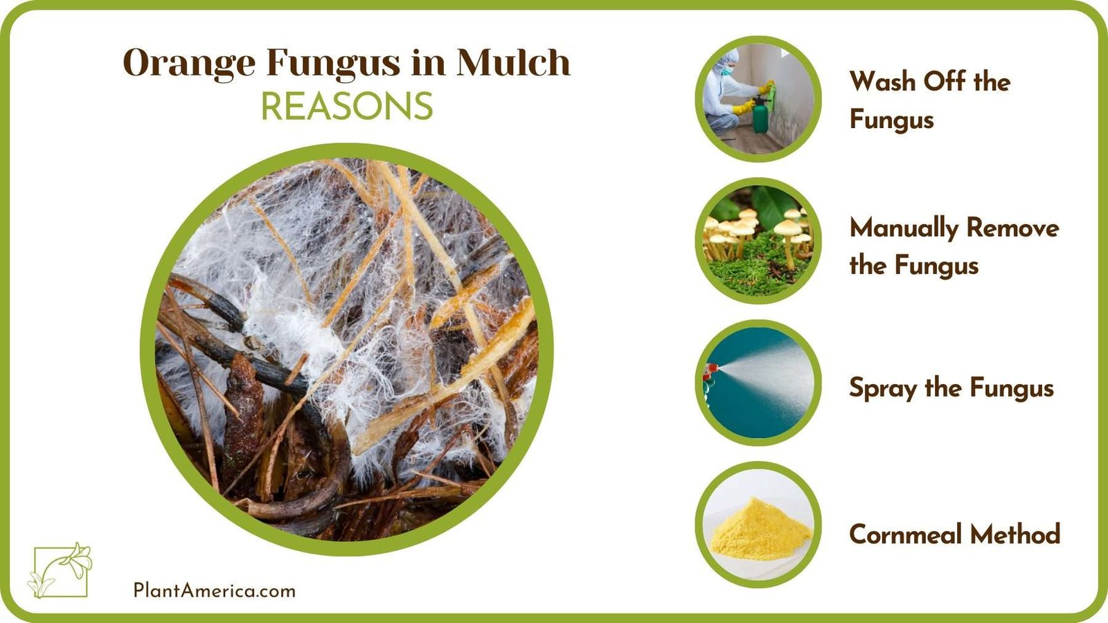 Reasons For Orange Fungus in Mulch Plant America