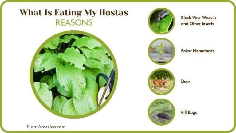 What Is Eating My Hostas: Identify and Prevent the Damage - Plant America