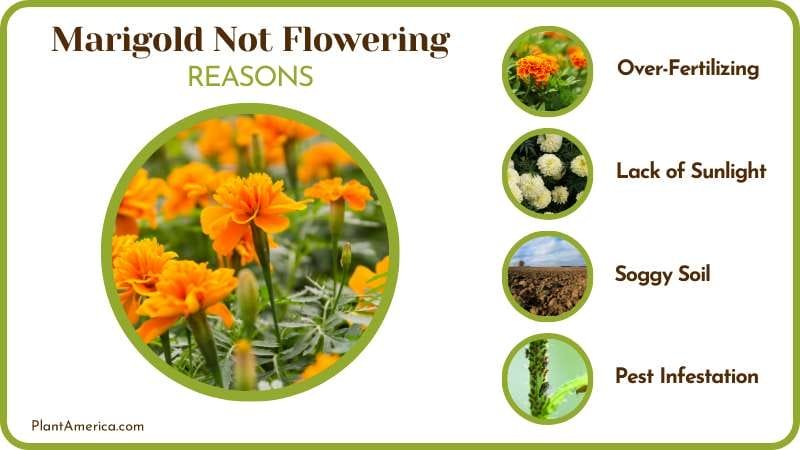Reasons Marigold Not Flowering Plant America