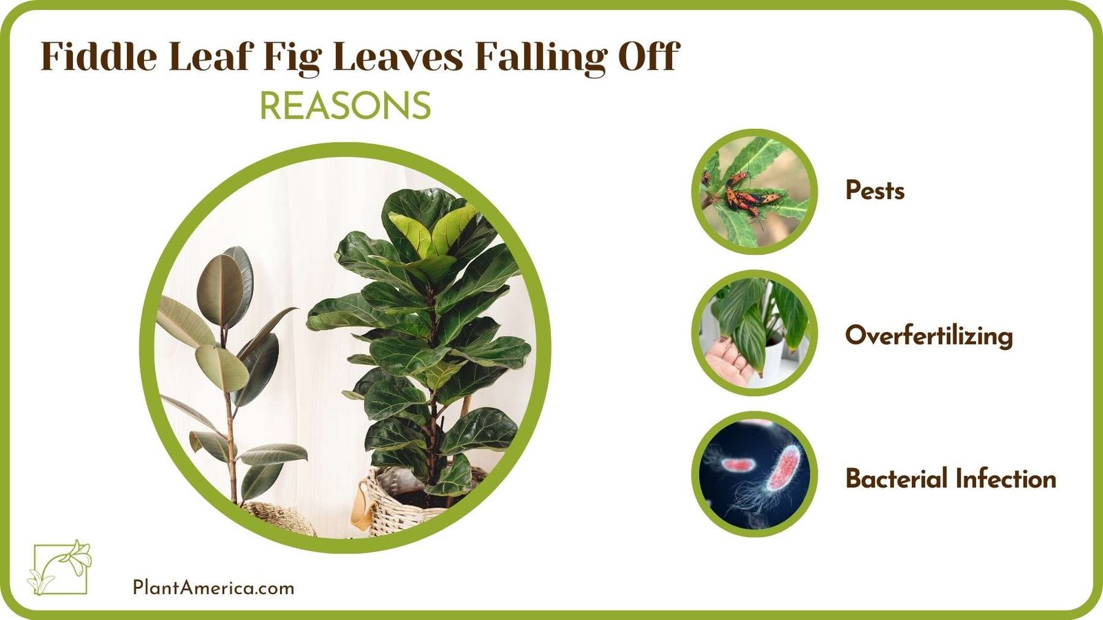 Reasons Of Crepe Myrtle Not Blooming Plant America 1