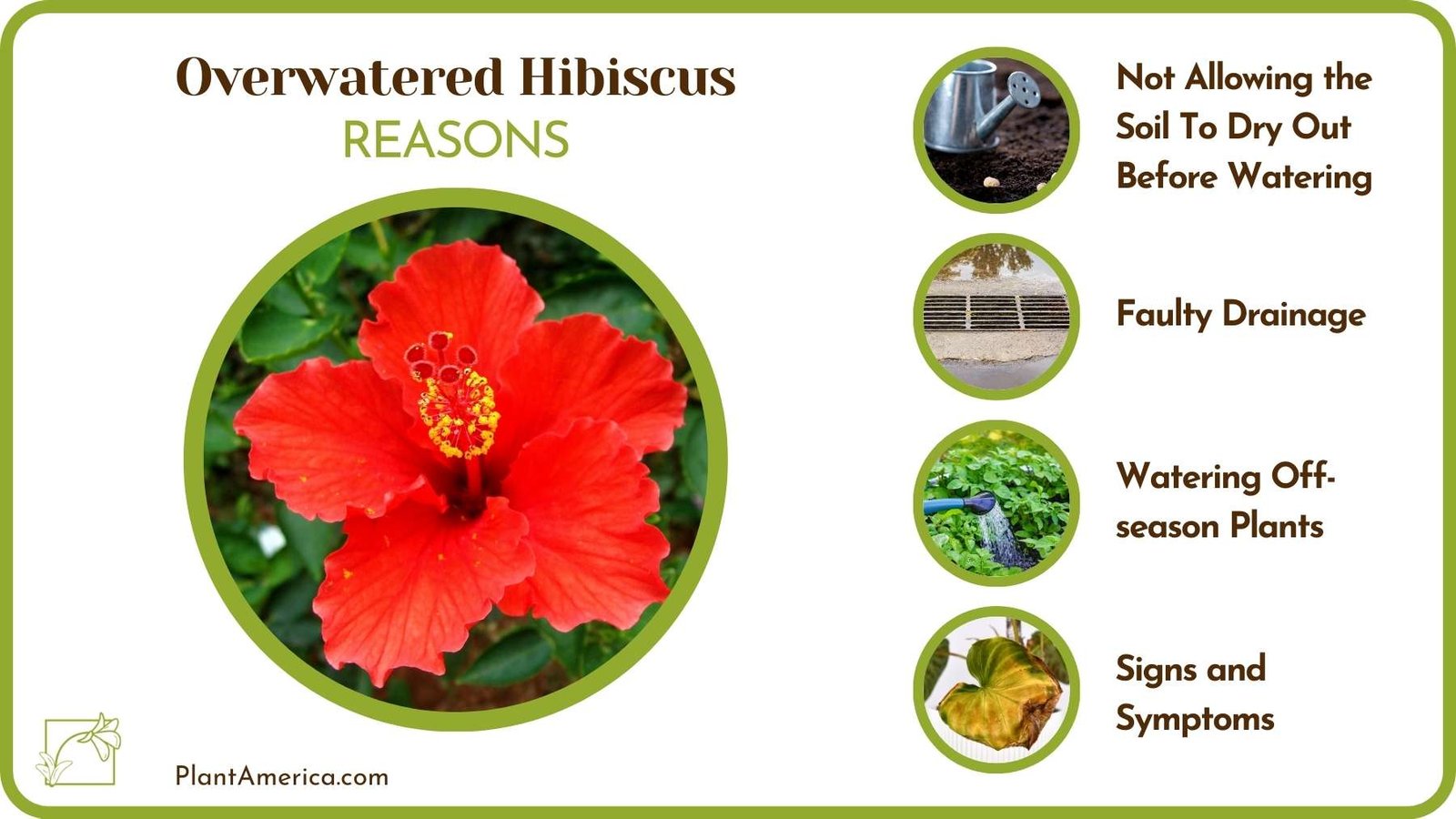 Reasons Of Overwatered Hibiscus Plant America