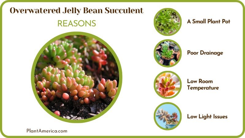 Reasons Overwatered Jelly Bean Succulent Plant America Reasons Overwatered Jelly Bean Succulent Plant America