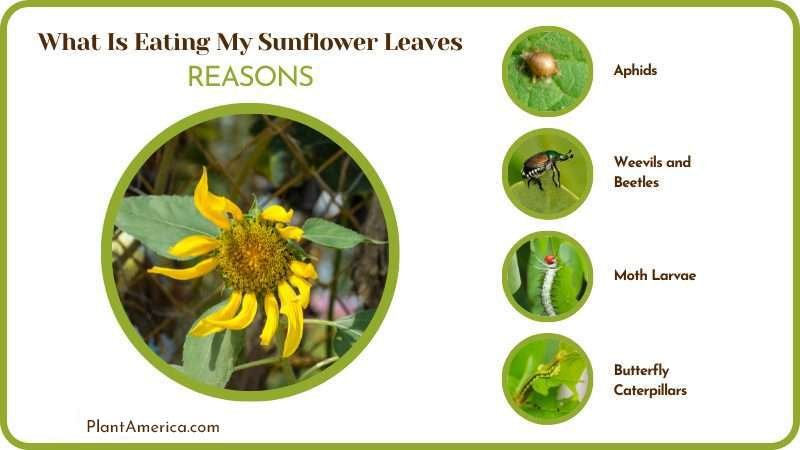 Reasons Sunflowers Die Insects Eating Leaves Plant America