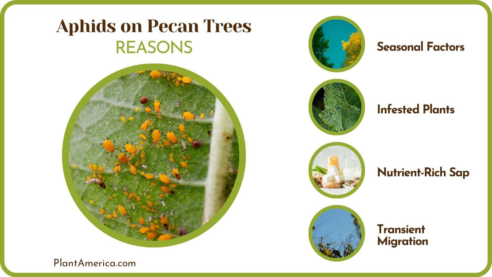 Reasons for Aphids on Plants PlantAmerica