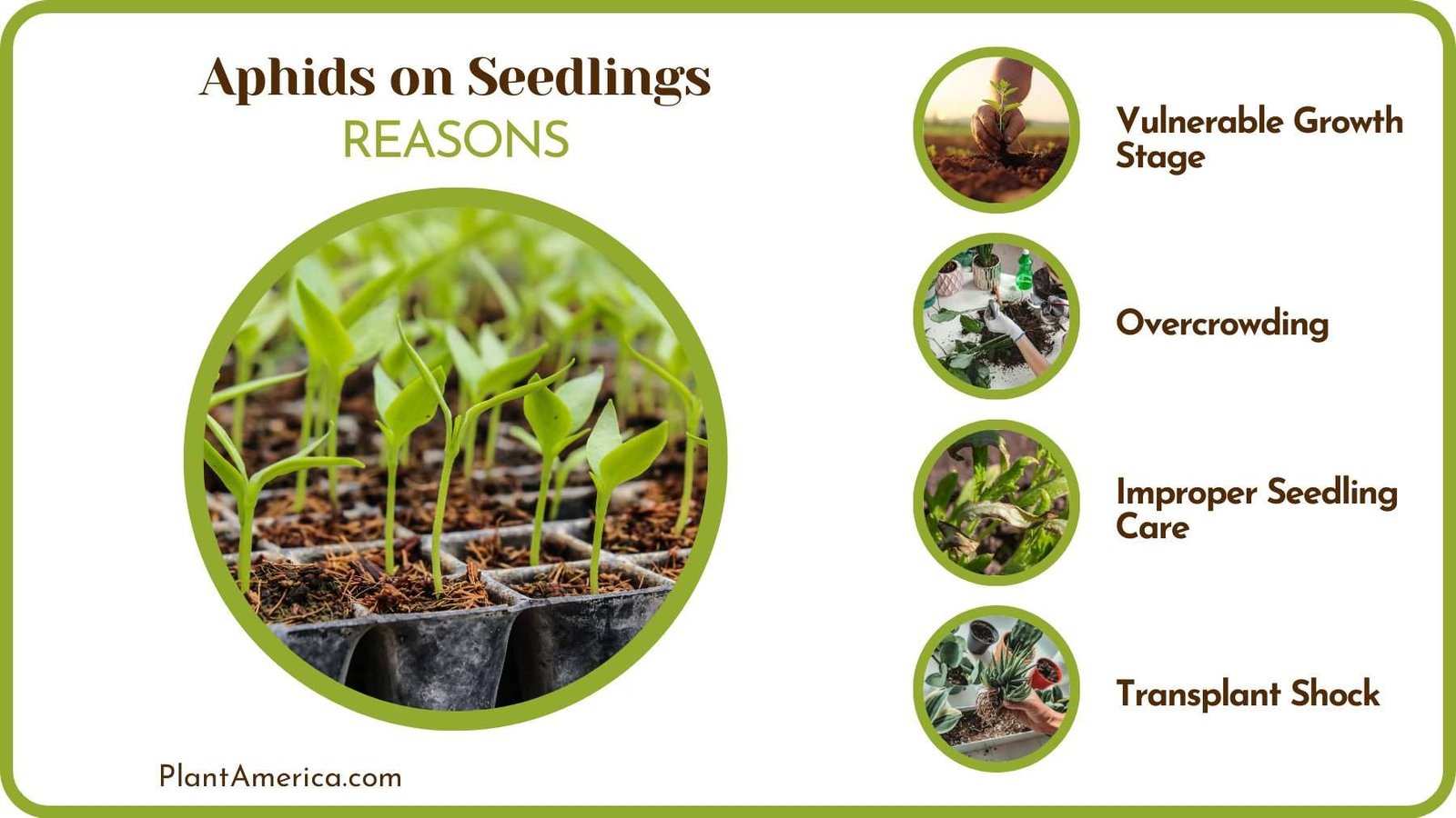 Reasons for Aphids to Infest PlantAmerica