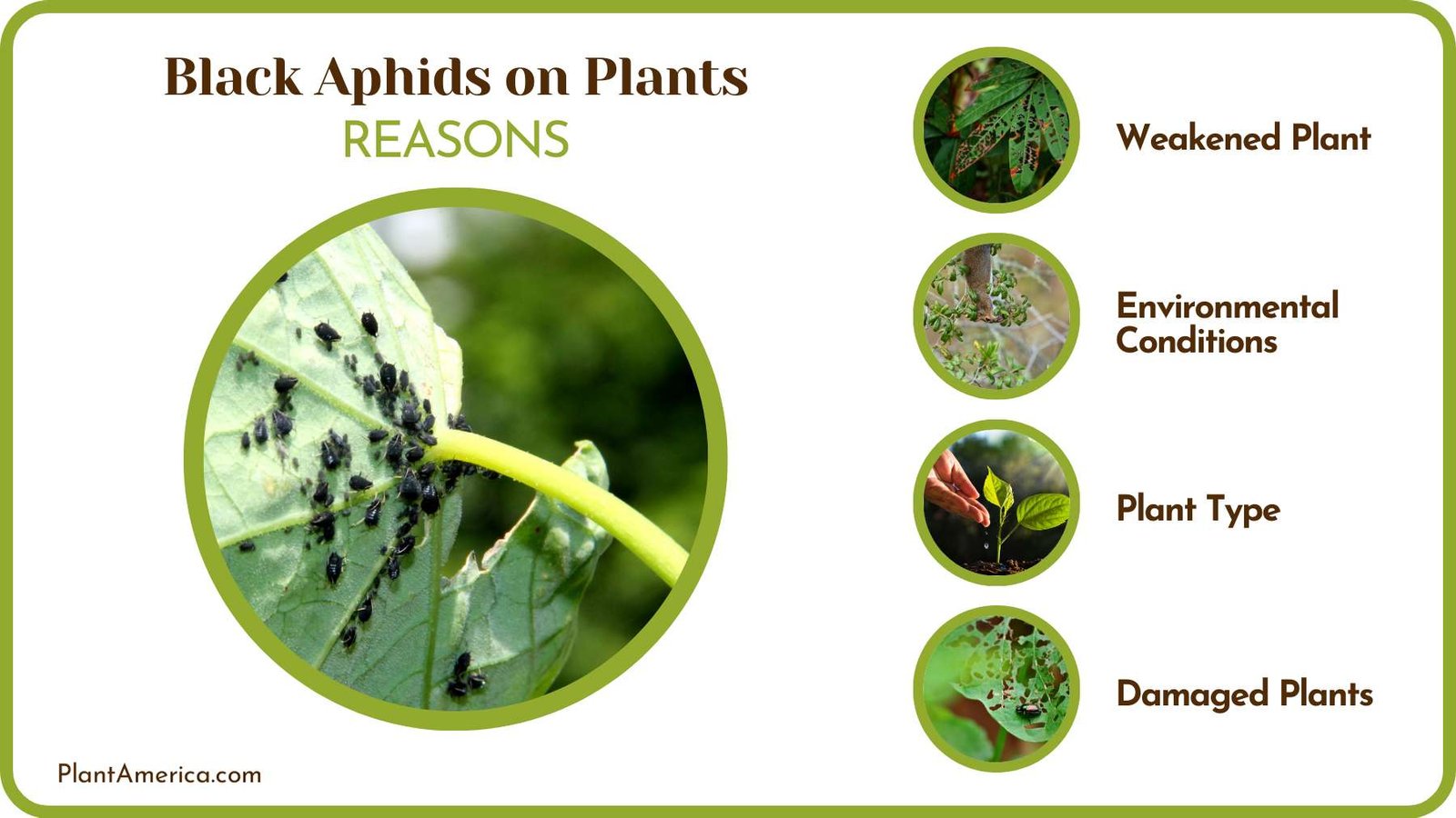 Reasons for Black Aphids on Plants PlantAmerica