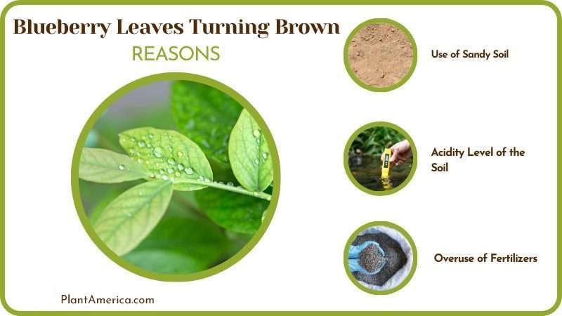 Reasons for Blueberry Leaves Turning Brown Plant America