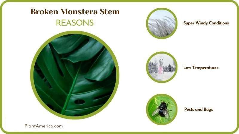 Reasons for Broken Monstera Stem ~ Plant America