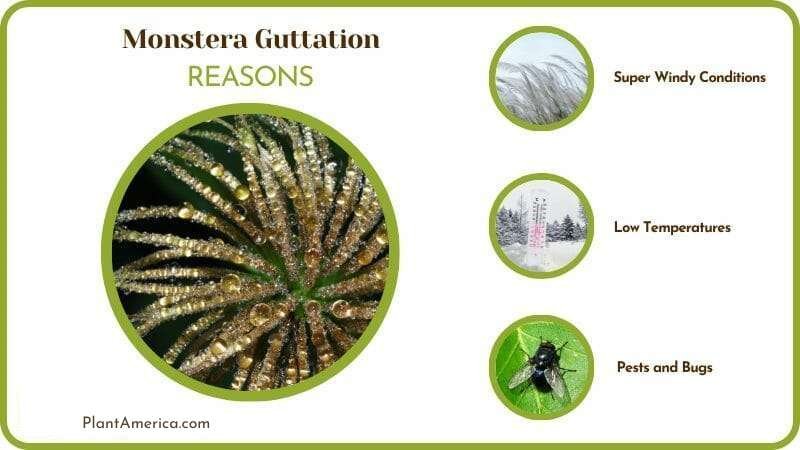 Reasons for Monstera Guttation ~ Plant America