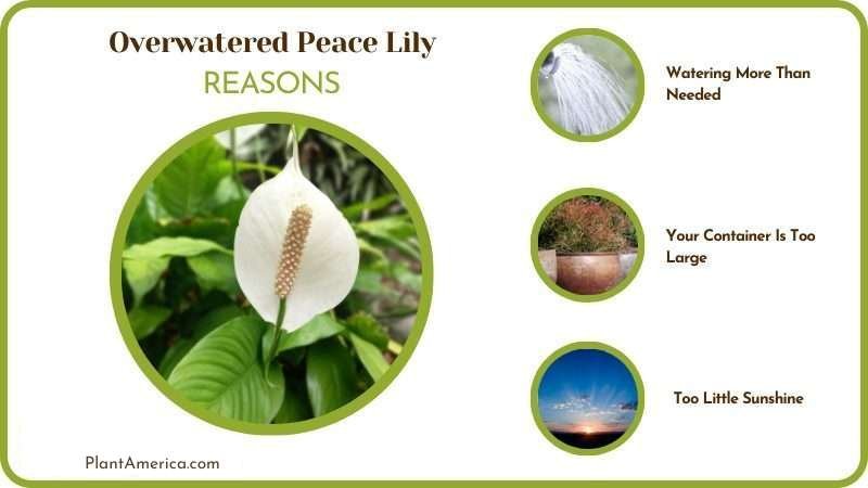 Reasons for Overwatered Peace Lily Plant America