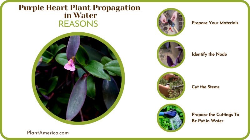Reasons for Purple Heart Plant Propagation Plant America Reasons for Purple Heart Plant Propagation Plant America