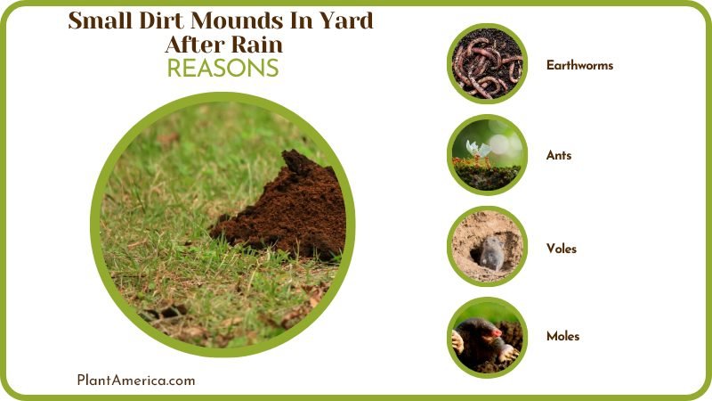 Reasons for Small Dirt Mounds In Yard After Rain Plant America