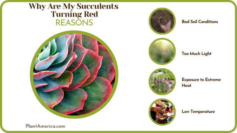 Reasons for Succulents Turning Red Plant America