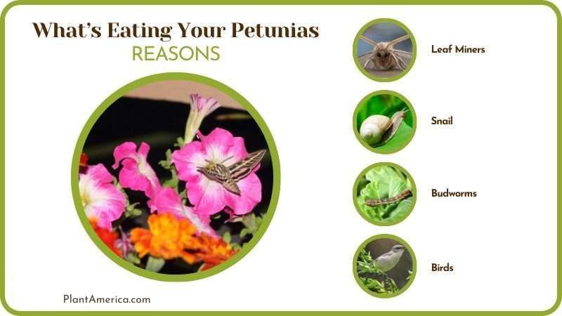 Reasons for What Is Eating Your Perunias Plant America Reasons for What Is Eating Your Perunias Plant America