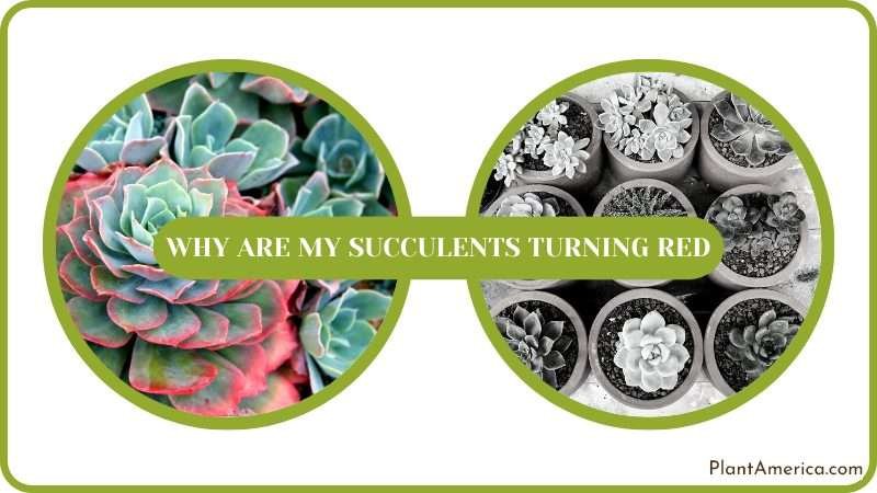 Reasons for Your Succulents Color Change Plant America
