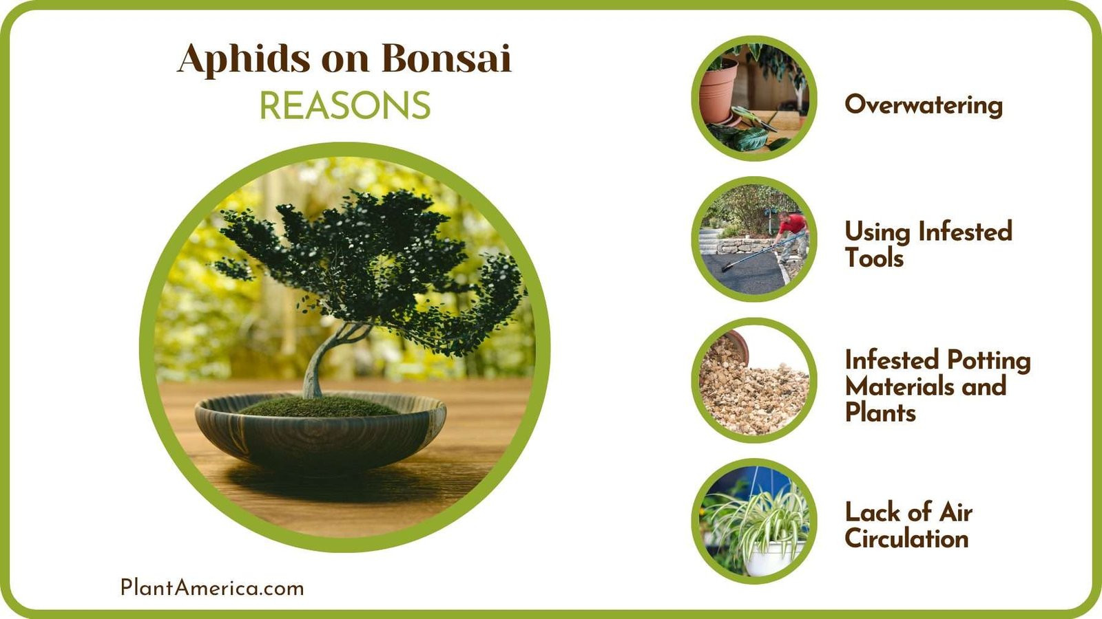 Reasons of Aphids on Bonsai Tree Plantamerica