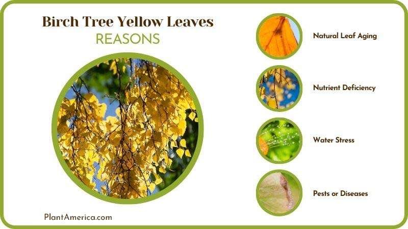Reasons of Birch Tree Yellow Leaves PlantAmerica Reasons of Birch Tree Yellow Leaves PlantAmerica