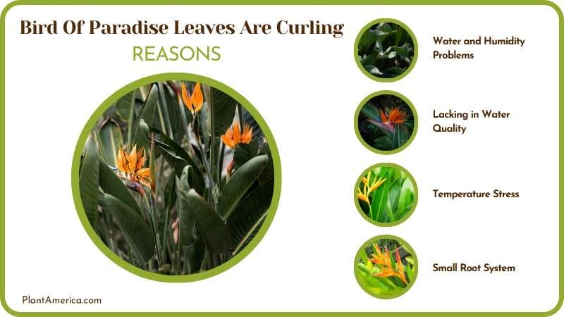 Reasons of Bird Of Paradise Leaves Curling PlantAmerica