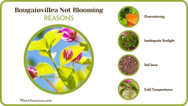 Reasons of Bougainvillea Not Blooming Plant America