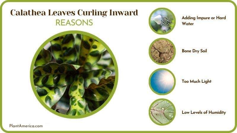 Reasons of Calathea Leaves Curling Inward ~ PlantAmerica