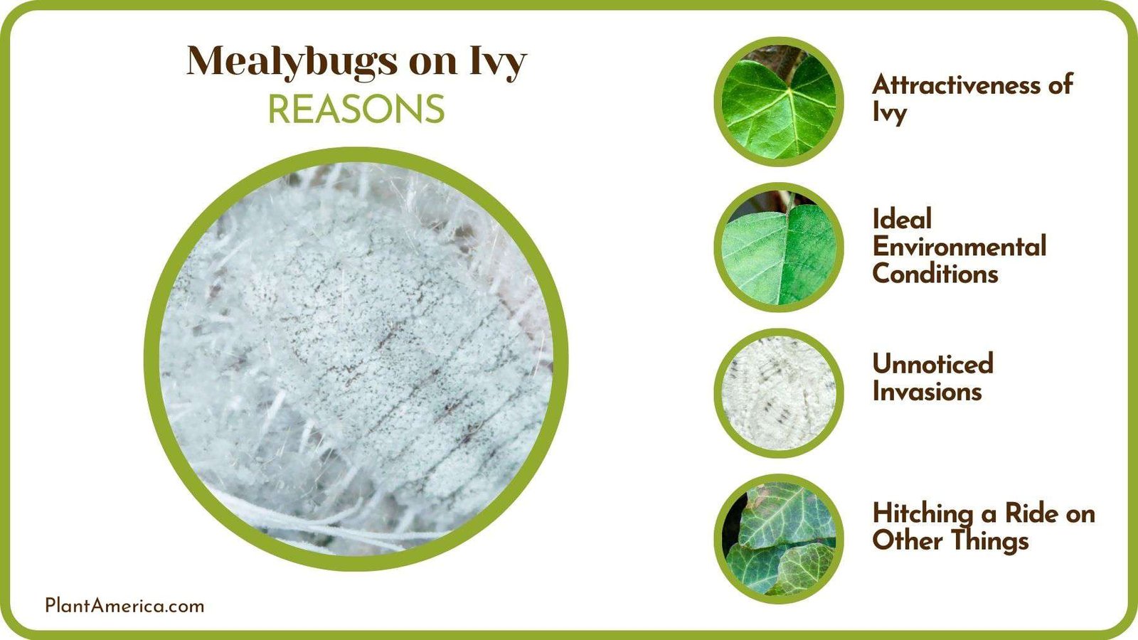 Reasons of Mealybugs on Ivy Plant America
