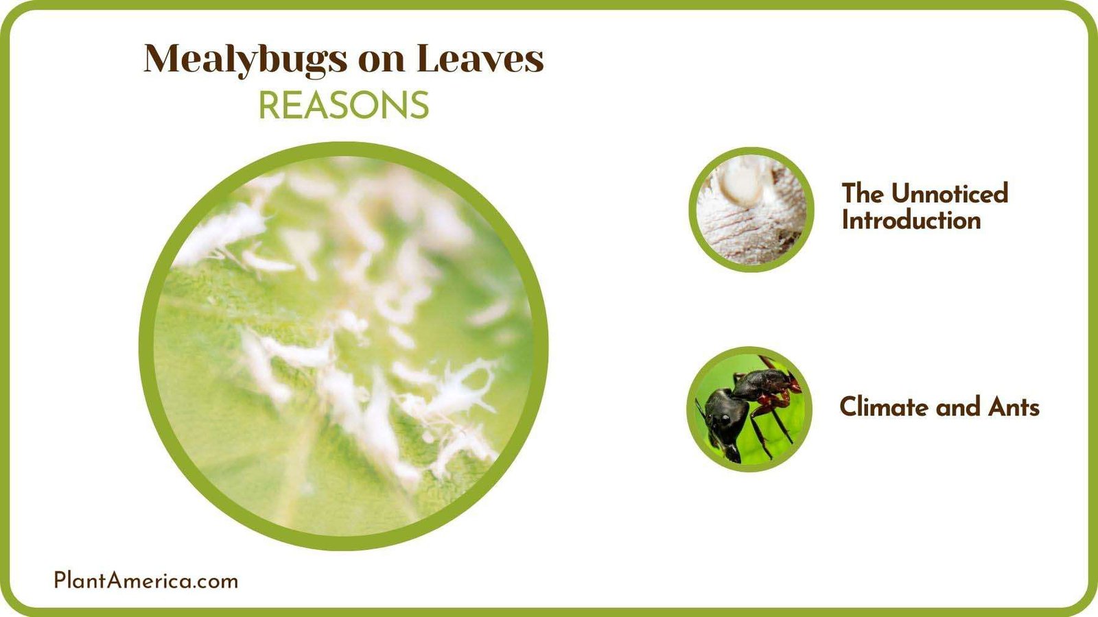 Reasons of Mealybugs on Leaves Plant America