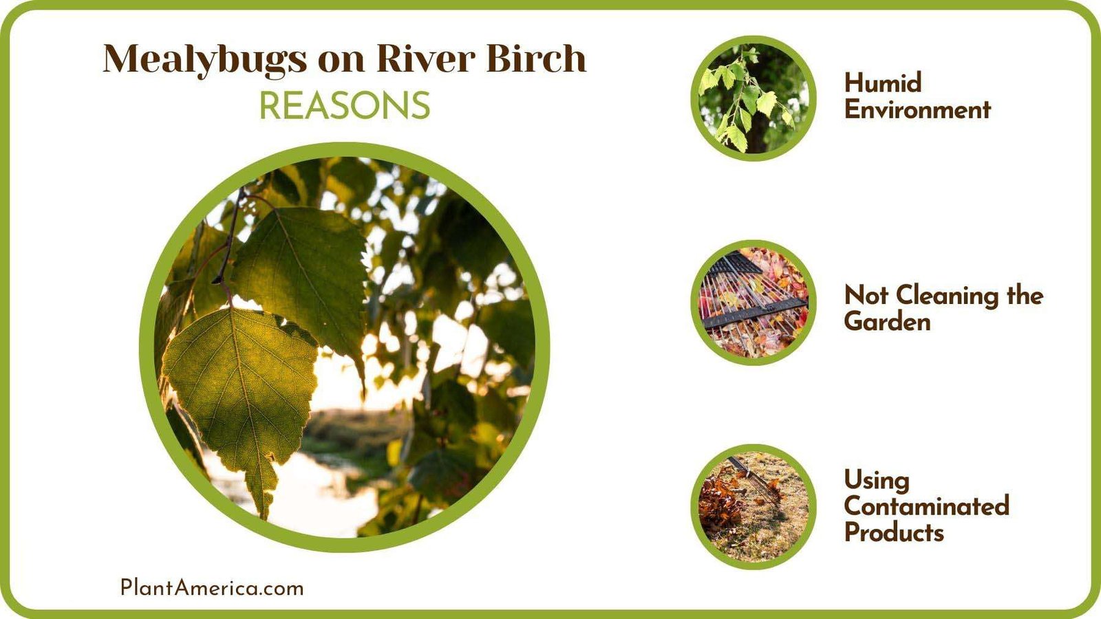 Reasons of Mealybugs on River Birch PlantAmerica Reasons of Mealybugs on River Birch PlantAmerica