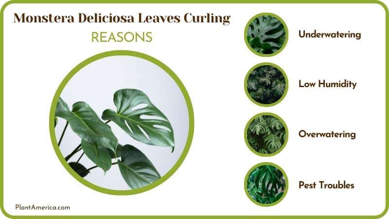 Reasons of Monstera Deliciosa Leaves Curling ~ PlantAmerica Reasons of Monstera Deliciosa Leaves Curling ~ PlantAmerica