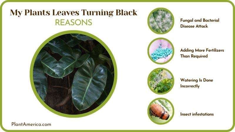 Reasons of My Plants Leaves Turning Black Plant America