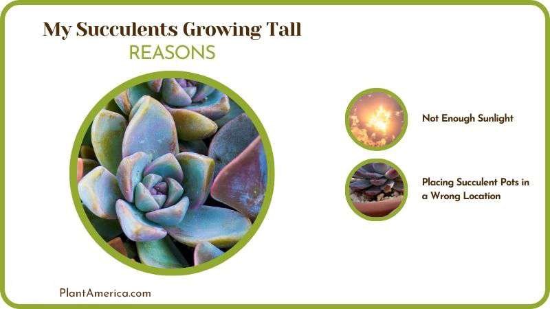 Reasons of My Succulents Growing Tall Plant America